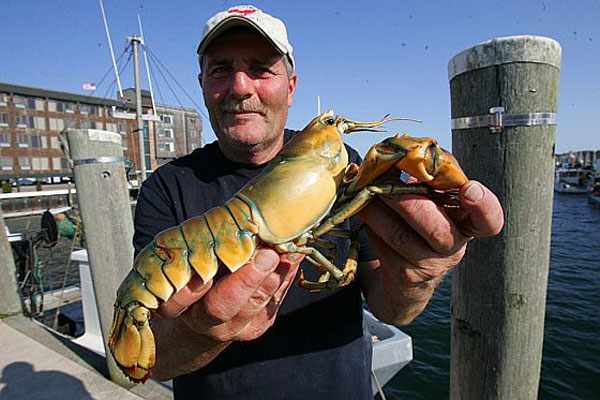 Denny Ingram with Yellow Lobster