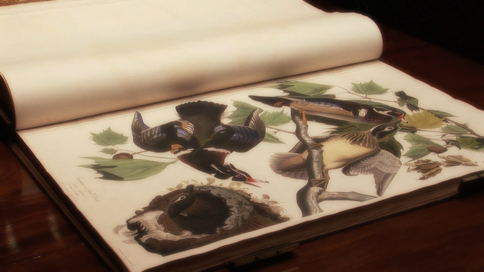 John James Audubon’s Birds Of America