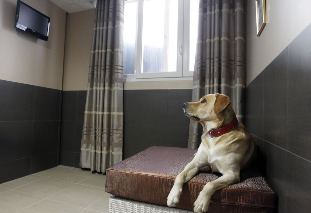 Actuel Dogs - Parisian Luxury Pets Hotel