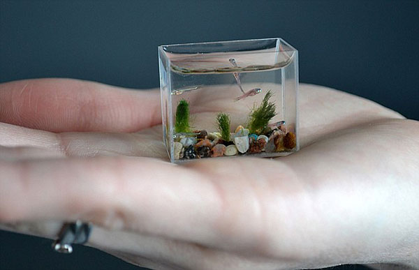 The World's smallest aquarium