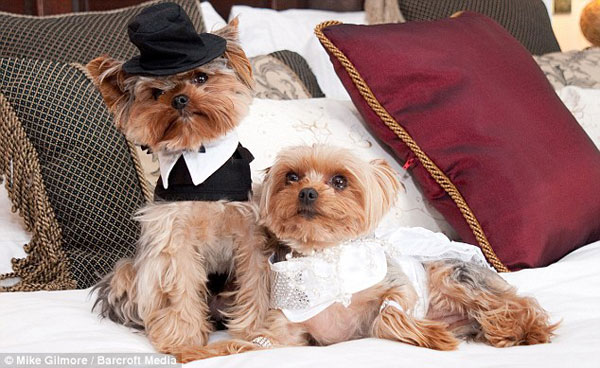 Exravagant £20,000 Dog Wedding