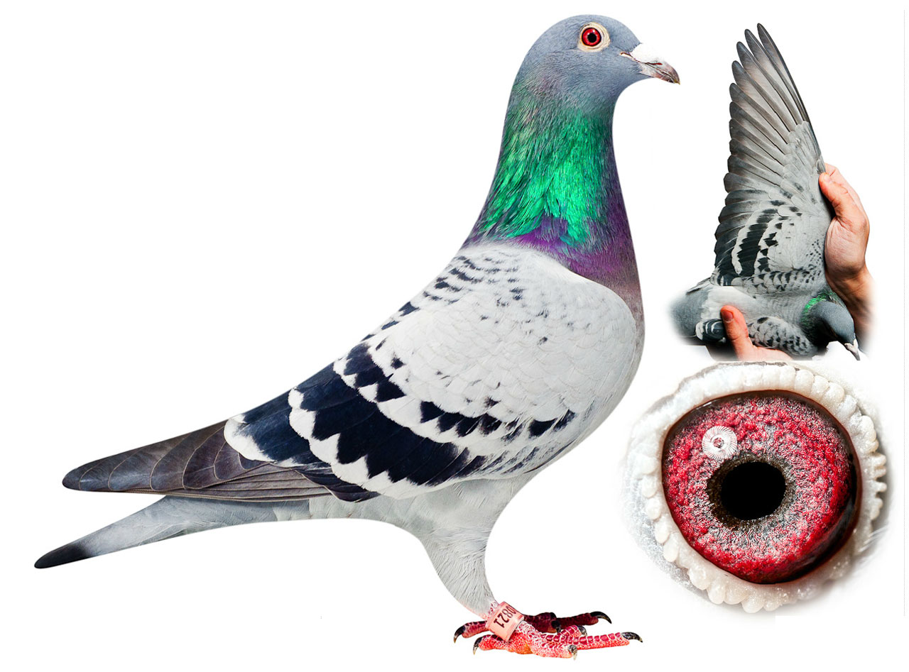 The World’s Most Expensive Pigeon Sold for 328,000 to a Chinese