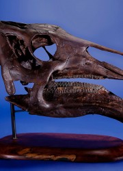 Duck Billed dinosaur skull from an Edmontosaurus annectens