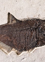 Fossil Fish Aspiration: Diplomystus dentatus