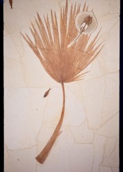 Fossil Palm and Stingray: Heliobatus radians, Sabalites sp., Knightia sp.