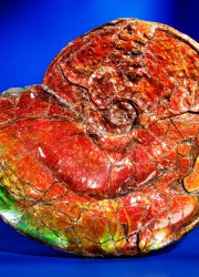 Gem Ammonite: Placenticeras meeki