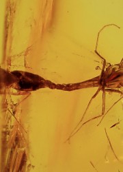 Insects in Amber: Diptera