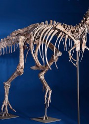 Eight foot tall, 24 foot long, 75% complete Tyrannosaurus Bataar