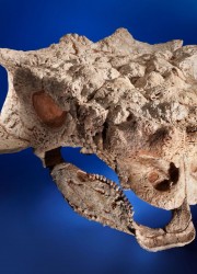 Ankylosaurid skull from a Cretaceous era: Saichania chulsanensis