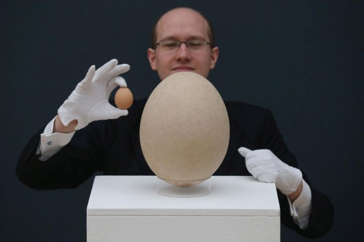 Massive fossilized elephant bird egg up for auction in London