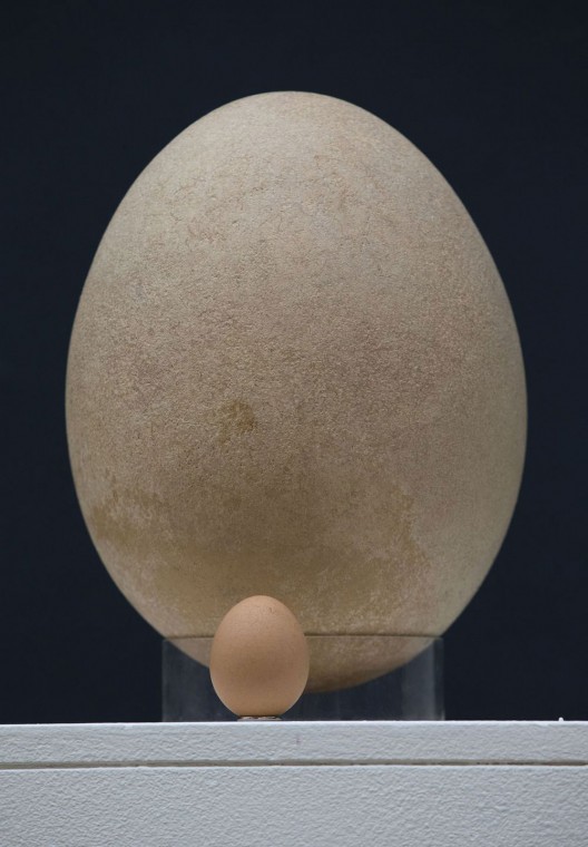Massive fossilized elephant bird egg up for auction in London