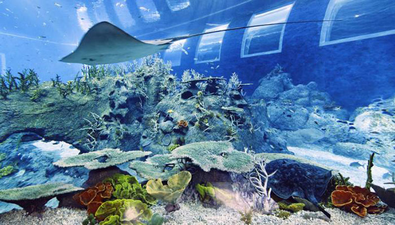 Living Under The Sea Ocean Suites At Singapores Resort World Sentosa