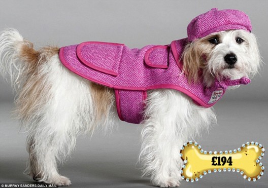 Lilly Shahravesh designs a $6,000 dog coat with ostrich feathers for well-heeled pets