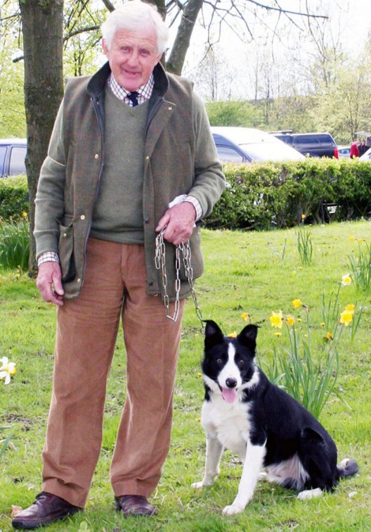 Bob, a 15-month-old black and white male Border collie Dog