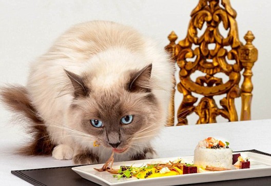 meal for a cat that has the finest fish, beluga caviar and other savory ingredients, and costs "only" $39