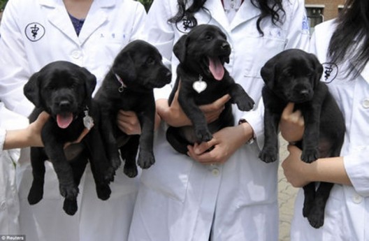 Korean company can clone your dead dog and revive your pet love for $100,000