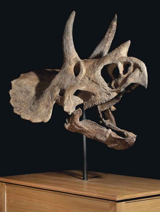 Triceratops-skull