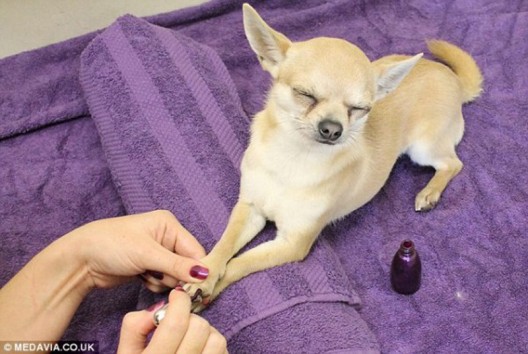 The Pawfection Pet Boutique douses your doggie in Coco Chanel after a luxurious treatment
