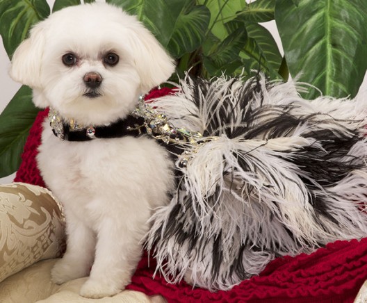Chien Coature creates Swarovski encrusted canine couture