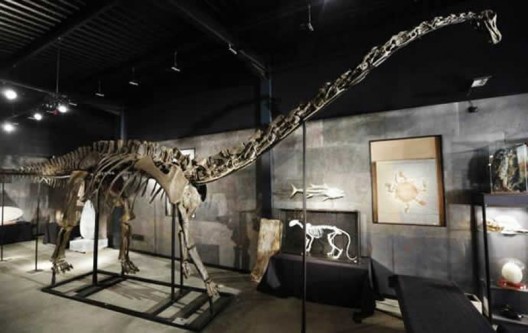 For sale a 60 foot Diplodocus Skeleton for a cool $ 980,000