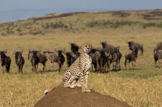 Richard Bransons exclusive Kenyan camp Mahali Mzuri is like an extended luxurious safari