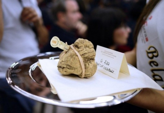 Eleven White Truffles Fetch Three Times The Price Of Gold At Auction