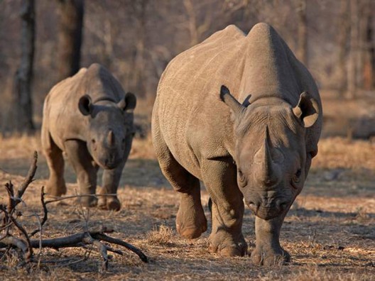 Permit to hunt black rhino sells in auction for $350, 000