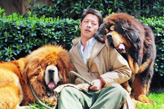 A Tibetan mastiff puppy has just become the most expensive dog in the world after it has been sold at auction in China for a whopping £1.2million ($1.9/1.4 million).
