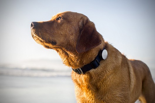 Pet Activity Tracker Helps Train Your Prized Pooch