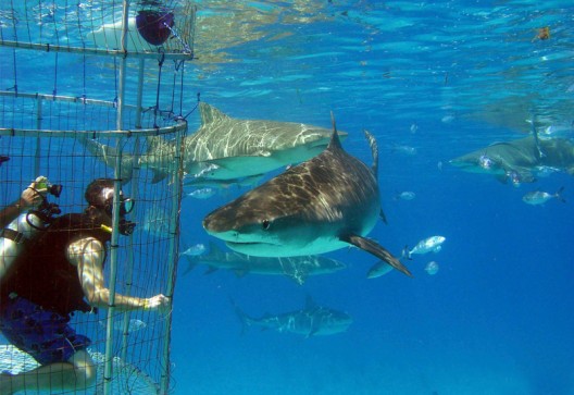Isla Guadalupe White Shark Cage Diving