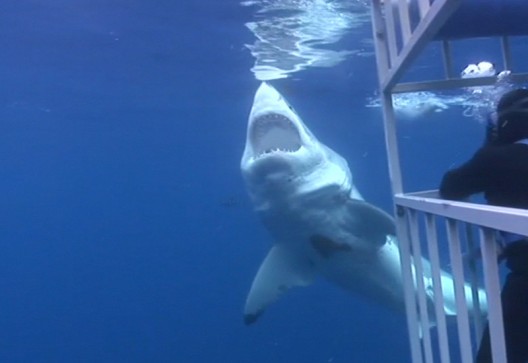 Isla Guadalupe White Shark Cage Diving
