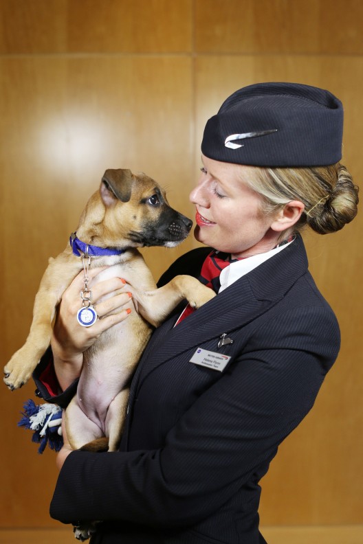 “Paws & Relax” – British Airways’ In-flight Channel Featuring Puppies and Kittens