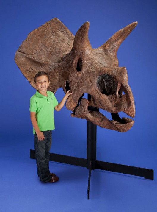 Triceratops Skull Could Fetch $200,000 At Heritage Auctions