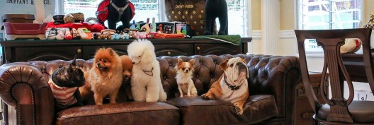 The Wagington - Singapore's First Luxury Pet Hotel And Resort