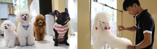The Wagington - Singapore's First Luxury Pet Hotel And Resort