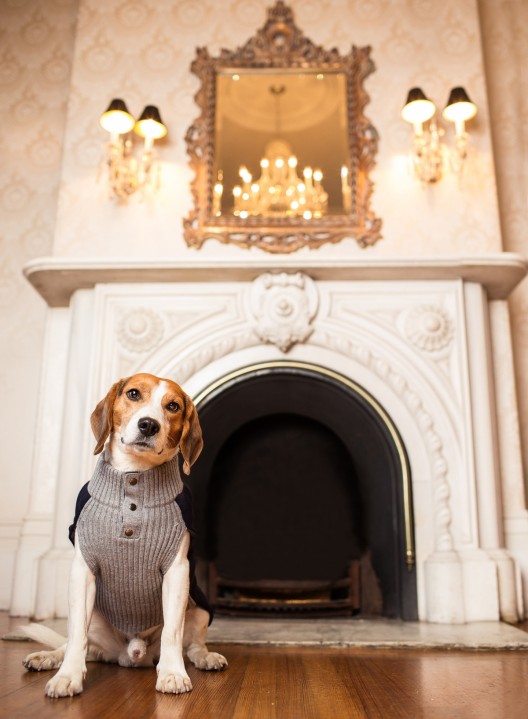 Canine Royalty's New Exclusive Line of Dog Clothing