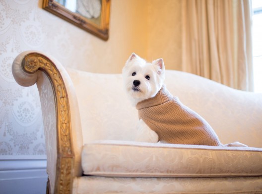 Canine Royalty's New Exclusive Line of Dog Clothing
