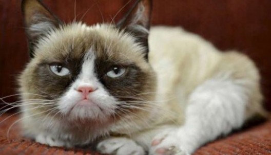 Truly Rich Cat - She's Constantly Grumpy, And So Earned 76 Million