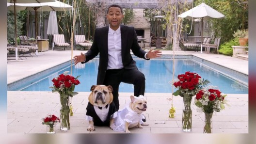 John Legend Sings At Dog Wedding For Charity