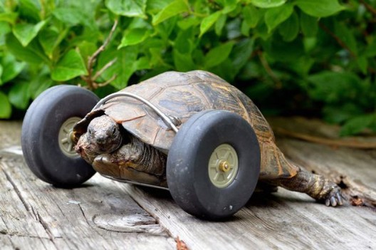 Meet Mrs. T, Turbo Turtle On Wheels