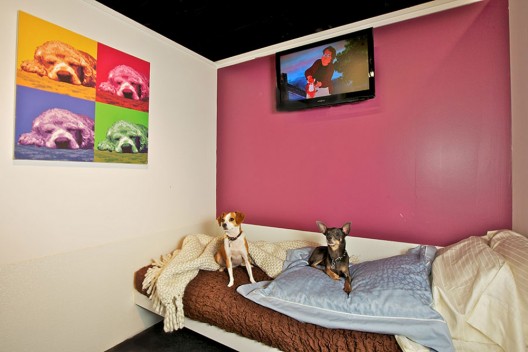 D Pet Hotel Chelsea - Modern 5 Star Luxury Dog's Paradise