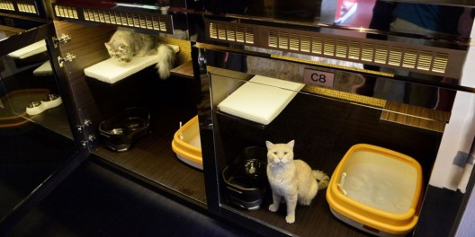 Singapore Cats Can Enjoy Swarovski Studded Bowls And Cavalli Wallpaper
