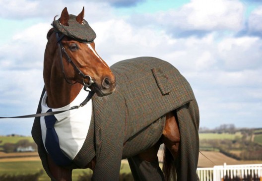Worlds First Tweed Suit For Racing Horse