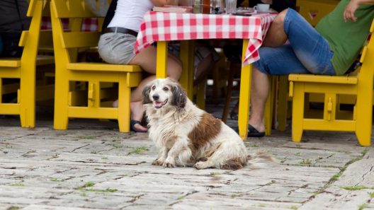 Special Menu For Your Dog At Londons Bluebird Restaurant