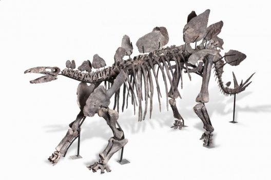 Rare 150-Million-Year-Old Stegosaurus Skeleton At Online Auction