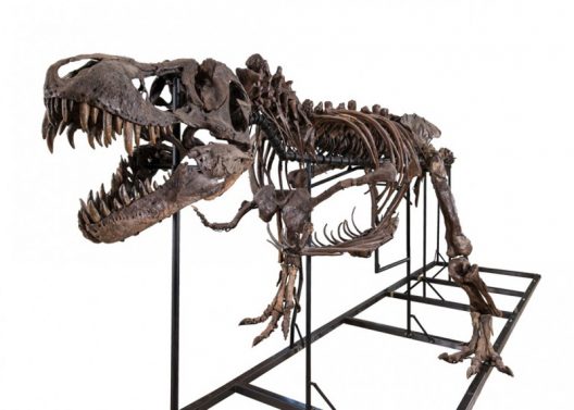 Fossilized T-Rex Skeleton Can Be Yours For $2.39 Million