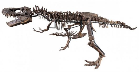Fossilized T-Rex Skeleton Can Be Yours For $2.39 Million