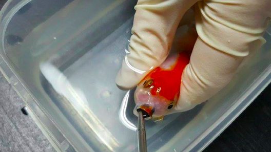 Woman Paid Fortune On Goldfish Surgery