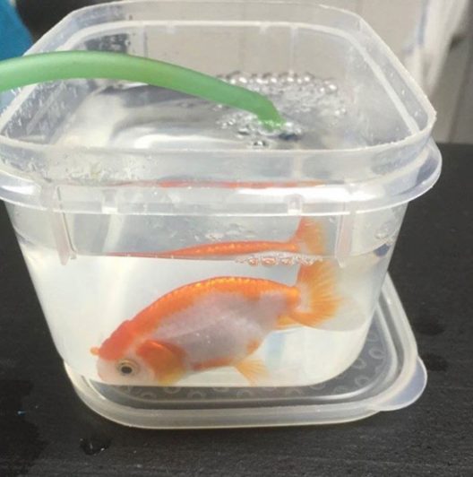 Goldfish Surgery
