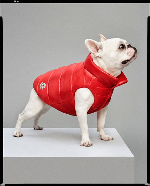 Moncler X Poldo Dog Couture Capsule Collection